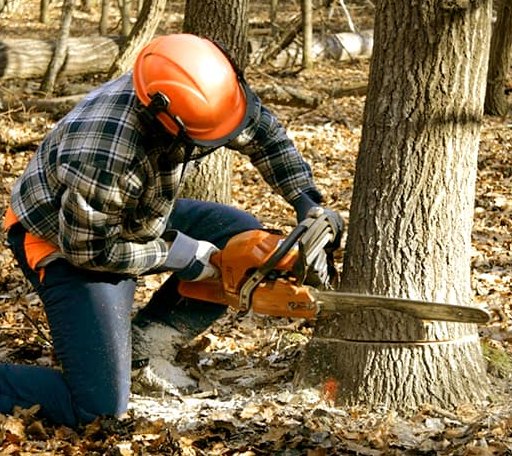 Tree Removal in Bally, PA